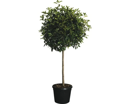 Glanzmispel Halbstamm FloraSelf Photinia Fraseri 'Red Robin' H 130 Cm Co 25 L 3 Glanzmispel Halbstamm FloraSelf Photinia Fraseri 'Red Robin' H 130 Cm Co 25 L