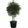 Formgehölz Duftblüte FloraSelf Osmantus Aquifolium H 140-150 Cm Co 45 L -Hornbach Gartenmarkt DV 8 4610978 01 4c CH 20181022061651
