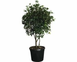 Formgehölz Duftblüte FloraSelf Osmantus Aquifolium H 140-150 Cm Co 45 L