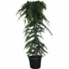 Hänge-Himalaya-Zeder FloraSelf Cedrus Deodara 'Pendula' H 160-180 Cm H 45 L -Hornbach Gartenmarkt DV 8 4610983 01 4c CH 20181022064655