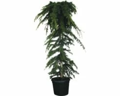Hänge-Himalaya-Zeder FloraSelf Cedrus Deodara 'Pendula' H 160-180 Cm H 45 L