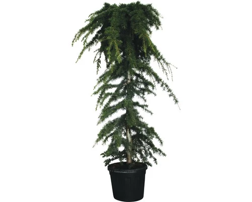 Hänge-Himalaya-Zeder FloraSelf Cedrus Deodara 'Pendula' H 160-180 Cm H 45 L 3 Hänge-Himalaya-Zeder FloraSelf Cedrus Deodara 'Pendula' H 160-180 Cm H 45 L