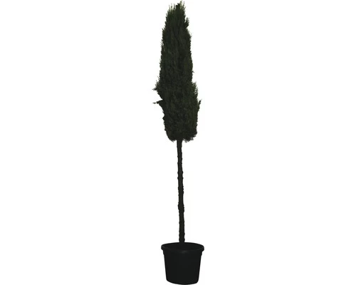 Mittelmeer-Zypresse FloraSelf Cupressus Sempervirens 'Stricta' H 200-220 Cm Co 55 L 3 Mittelmeer-Zypresse FloraSelf Cupressus Sempervirens 'Stricta' H 200-220 Cm Co 55 L