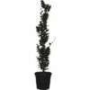 Säulenblutbuche FloraSelf Fagus Sylvatica 'Dawyck Purple' H 250-270 Cm Co 55 L -Hornbach Gartenmarkt DV 8 4610993 01 4c CH 20181020204659