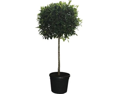 Glanzmispel Halbstamm FloraSelf Photinia Fraseri 'Red Robin' H 140-150 Cm Co 45 L 3 Glanzmispel Halbstamm FloraSelf Photinia Fraseri 'Red Robin' H 140-150 Cm Co 45 L