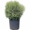 Lebensbaum FloraSelf Thuja Occidentalis 'Tiny Tim' H 50-60 Cm Co 30 L -Hornbach Gartenmarkt DV 8 4611002 01 4c CH 20181022144656
