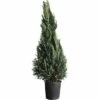 Blaue Säulenzypresse, Scheinzypresse FloraSelf Chamaecyparis Lawsoniana 'Colomnaris Glauca' H 150-175 Cm Co 30 L -Hornbach Gartenmarkt DV 8 4611004 01 4c CH 20181031051658