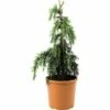 Himalaya-Zeder FloraSelf Cedrus Deodara 'Feeling Blue' H 50-60 Cm Co 10 L -Hornbach Gartenmarkt DV 8 4611005 01 4c CH 20181022134759