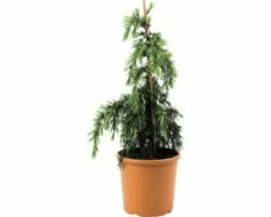Himalaya-Zeder FloraSelf Cedrus Deodara 'Feeling Blue' H 50-60 Cm Co 10 L