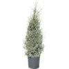 Wacholder FloraSelf Juniperus Communis 'Hibernica' H 150-170 Cm Co 30 L