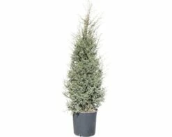 Wacholder FloraSelf Juniperus Communis 'Hibernica' H 150-170 Cm Co 30 L
