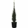 Wacholder FloraSelf Juniperus Communis H 100-110 Cm Co 15 L -Hornbach Gartenmarkt DV 8 4611012 01 4c CH 20181022134759