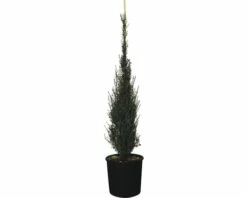 Wacholder FloraSelf Juniperus Communis H 100-110 Cm Co 15 L