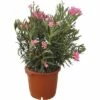 Oleander FloraSelf Nerium Oleander H 100-120 Cm Ø 40 Cm Topf Rosa 1 Oleander FloraSelf Nerium Oleander H 100-120 Cm Ø 40 Cm Topf Rosa -Hornbach Gartenmarkt DV 8 4620563 01 4c CH 20190305101656