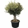 Olivenbaum FloraSelf Olea Europaea H 140-160 Cm Ø 60 Cm Topf -Hornbach Gartenmarkt DV 8 4620570 01 4c DE 20190131194759