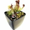 Fleischfressende Pflanzen FloraSelf H 25-30 Cm 20x17 Cm Topf 1 Fleischfressende Pflanzen FloraSelf H 25-30 Cm 20x17 Cm Topf -Hornbach Gartenmarkt DV 8 4622929 01 4c DE 20181117204653