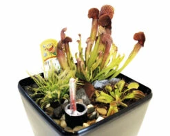 Fleischfressende Pflanzen FloraSelf H 25-30 Cm 20x17 Cm Topf 6 Fleischfressende Pflanzen FloraSelf H 25-30 Cm 20x17 Cm Topf -Hornbach Gartenmarkt DV 8 4622929 02 4c RO 20210223221654