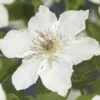 Waldrebe FloraSelf Clematis-Cultivars 'Destiny' H 50-70 Cm Co 2,3 L -Hornbach Gartenmarkt DV 8 4665141 02 4c DE 20220228161750