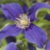 Waldrebe FloraSelf Clematis-Cultivars 'So Many® Blue Flowers PBR' H 50-70 Cm Co 2,3 L -Hornbach Gartenmarkt DV 8 4665145 02 4c DE 20210329094659