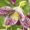 Macchien-Waldrebe FloraSelf Clematis Cirrhosa 'Freckles' H 50-70 Cm Co 2,3 L