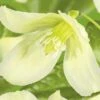 Macchien-Waldrebe FloraSelf Clematis Cirrhosa 'Wisley Cream' H 50-70 Cm Co 2,3 L 1 Macchien-Waldrebe FloraSelf Clematis Cirrhosa 'Wisley Cream' H 50-70 Cm Co 2,3 L -Hornbach Gartenmarkt DV 8 4665153 02 4c DE 20210329091655