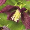 Macchien-Waldrebe FloraSelf Clematis Cirrhosa 'Landsdowne Gem' H 50-70 Cm Co 2,3 L 1 Macchien-Waldrebe FloraSelf Clematis Cirrhosa 'Landsdowne Gem' H 50-70 Cm Co 2,3 L -Hornbach Gartenmarkt DV 8 4665154 02 4c DE 20210329091655