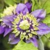 Waldrebe FloraSelf Clematis Florida 'Taiga' PBR H 50-70 Cm Co 2,3 L
