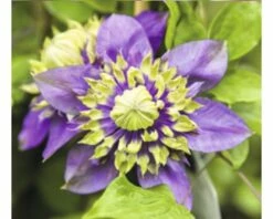 Waldrebe FloraSelf Clematis Florida 'Taiga' PBR H 50-70 Cm Co 2,3 L
