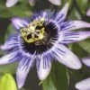 Passionsblume FloraSelf Passiflora-Cultivars 'Damsel's Delight' H 50-70 Cm Co 2,3 L -Hornbach Gartenmarkt DV 8 4665165 02 4c DE 20210329091655