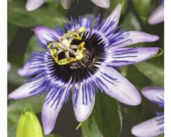 Passionsblume FloraSelf Passiflora-Cultivars 'Damsel's Delight' H 50-70 Cm Co 2,3 L