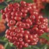 Feuerdorn FloraSelf Pyracantha-Cultivars 'Mohave' H 50-70 Cm Co 2,3 L