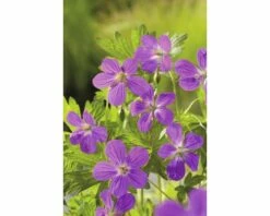 Duftende Teichpflanzen Set FloraSelf Für 500 L Teich -Hornbach Gartenmarkt DV 8 4665881 03 4c DE 20220228134656