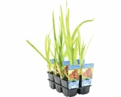 Rote Wasseriris FloraSelf Iris Kaempferi 'Ann Chowing' H 10-75 Cm Co 0,6 L -Hornbach Gartenmarkt DV 8 4665882 01 4c DE 20200221094750