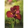 Rote Wasseriris FloraSelf Iris Kaempferi 'Ann Chowing' H 10-75 Cm Co 0,6 L 1 Rote Wasseriris FloraSelf Iris Kaempferi 'Ann Chowing' H 10-75 Cm Co 0,6 L -Hornbach Gartenmarkt DV 8 4665882 03 4c DE 20200221094750