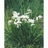 Wasserschwertlilie FloraSelf Iris Kaempferi H 10-60 Cm Co 0,6 L