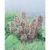 Gewöhnliche Pestwurz FloraSelf Petasites Hybridus H 10-50 Cm Co 0,6 L -Hornbach Gartenmarkt DV 8 4665886 01 4c DE 20200221094750