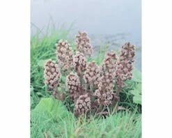 Gewöhnliche Pestwurz FloraSelf Petasites Hybridus H 10-50 Cm Co 0,6 L