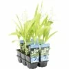 Weiße Japanorchidee FloraSelf Bletilla Striata 'Alba' H 5-25 Cm Co 0,6 L -Hornbach Gartenmarkt DV 8 4665890 01 4c DE 20190322114657 1