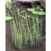 Teichschachtelhalm FloraSelf Equisetum Fluviatile H 5-40 Cm Co 0,6 L -Hornbach Gartenmarkt DV 8 4665891 01 4c DE 20191203094650