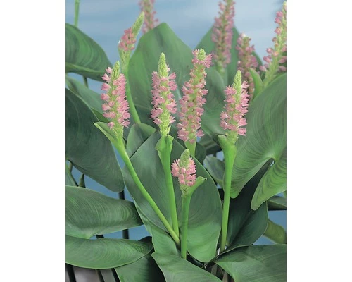 Rosa Hechtkraut FloraSelf Pontederia Cordata 'Pink Pons' H 10-70 Cm Co 0,6 L 3 Rosa Hechtkraut FloraSelf Pontederia Cordata 'Pink Pons' H 10-70 Cm Co 0,6 L