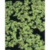 Schwimmfarn FloraSelf Azolla Caroliniana H 2-5 Cm Co 1 L -Hornbach Gartenmarkt DV 8 4665897 01 4c DE 20191129134756