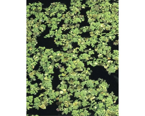 Schwimmfarn FloraSelf Azolla Caroliniana H 2-5 Cm Co 1 L 3 Schwimmfarn FloraSelf Azolla Caroliniana H 2-5 Cm Co 1 L