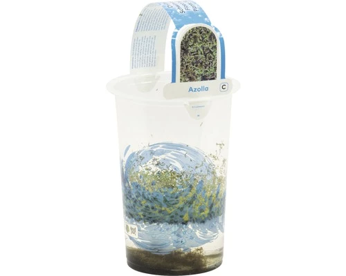 Schwimmfarn FloraSelf Azolla Caroliniana H 2-5 Cm Co 1 L 4 Schwimmfarn FloraSelf Azolla Caroliniana H 2-5 Cm Co 1 L – Bild 2