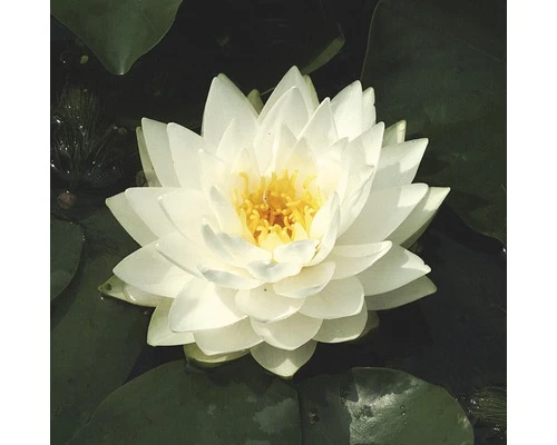 Seerose FloraSelf Nymphaea-Cultivars 'Gonnère' H 5-30 Cm Co 1 L 3 Seerose FloraSelf Nymphaea-Cultivars 'Gonnère' H 5-30 Cm Co 1 L