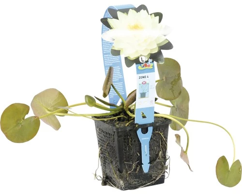 Seerose FloraSelf Nymphaea-Cultivars 'Gonnère' H 5-30 Cm Co 1 L 4 Seerose FloraSelf Nymphaea-Cultivars 'Gonnère' H 5-30 Cm Co 1 L – Bild 2