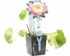 Seerose FloraSelf Nymphaea-Cultivars 'Fabiola' H 5-30 Cm Co 1 L -Hornbach Gartenmarkt DV 8 4665914 04 4c DE 20191129134756