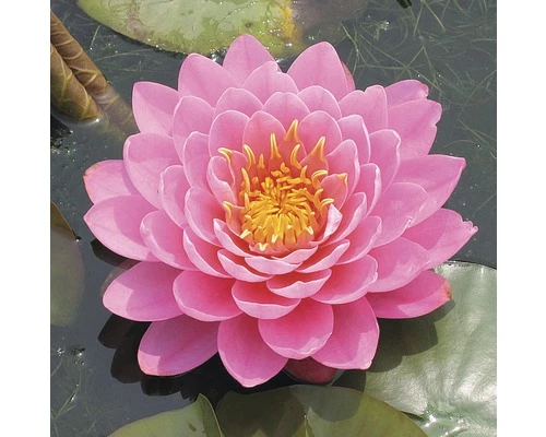 Seerose FloraSelf Nymphaea-Cultivars 'Fire Opal' H 5-30 Cm Co 1 L 3 Seerose FloraSelf Nymphaea-Cultivars 'Fire Opal' H 5-30 Cm Co 1 L