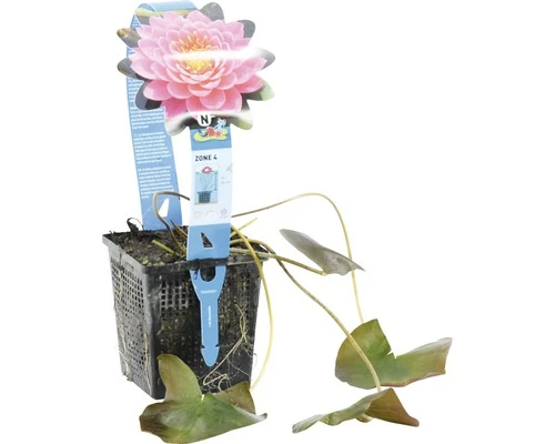 Seerose FloraSelf Nymphaea-Cultivars 'Fire Opal' H 5-30 Cm Co 1 L 4 Seerose FloraSelf Nymphaea-Cultivars 'Fire Opal' H 5-30 Cm Co 1 L – Bild 2