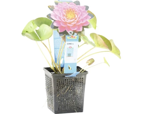 Seerose FloraSelf Nymphaea-Cultivars 'Fire Opal' H 5-30 Cm Co 1 L 5 Seerose FloraSelf Nymphaea-Cultivars 'Fire Opal' H 5-30 Cm Co 1 L – Bild 3