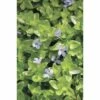 Grosses Fettblatt FloraSelf Bacopa Caroliniana H 5-15 Cm Co 1 L 2 Grosses Fettblatt FloraSelf Bacopa Caroliniana H 5-15 Cm Co 1 L -Hornbach Gartenmarkt DV 8 4665919 01 4c DE 20190423141759